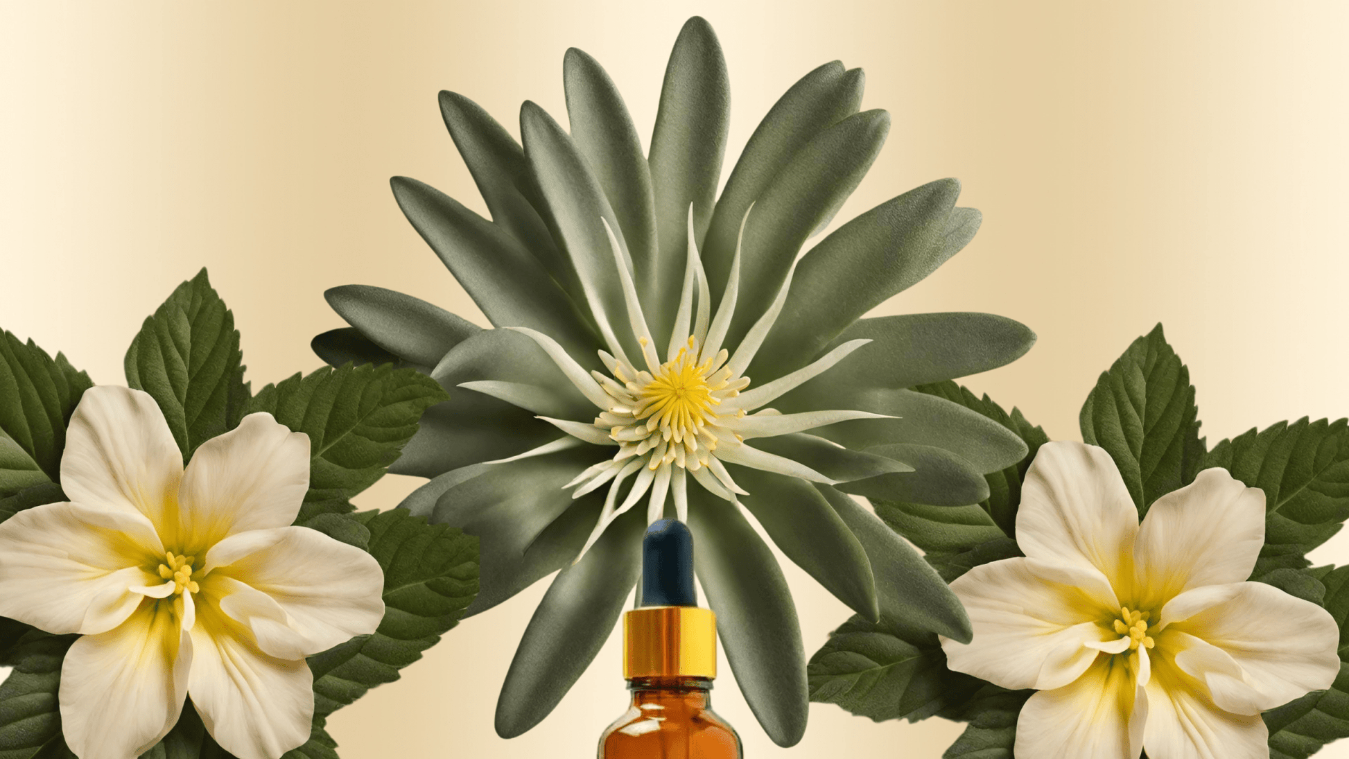 Altar Native - Ecstatic ⟡ Kanna & Damiana Drops - Tincture - MaxCare Shop